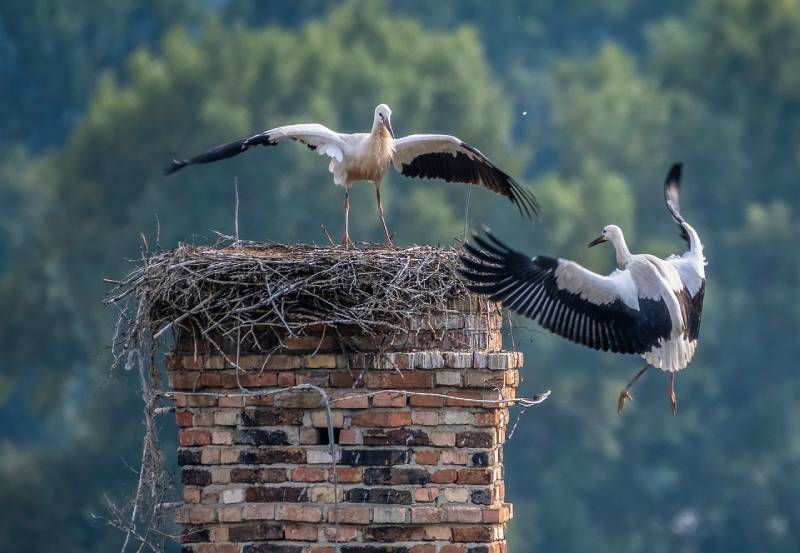 Professional Chimney Animal Removal Services in Imperial Beach, California